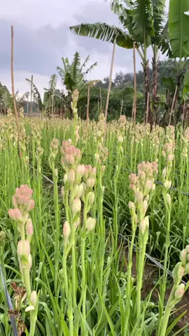 Bunga Sedap Malam asli Lembang.  Pucuk berwarna pink asli. Wangi tahan lama, alami, asli, no obat. Untuk info/order langsung Chat Whatsapp 0821-2111-7554 (no dm tiktok karena jarang dibuka). Sudah ribuan batang dipesan, close PO sebentar lagi. yuuuuu diorder ❤️ #freshflowers  #florist  #sedapmalam  #bungapotong  #lebaran #puasa2023 #ramadhan2023 #lebaran2023 #idulfitri #idulfitri2023 #mudik 