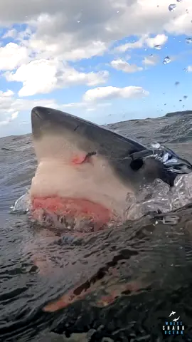 Great White Shark Head And Jaws Shot #greatwhiteshark #greatwhitesharks #sharks #sharkweek #sharklover #sharkfishing #sharkdiving #savesharks 