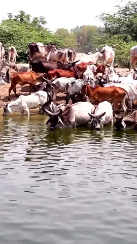 Cow herd drinking water