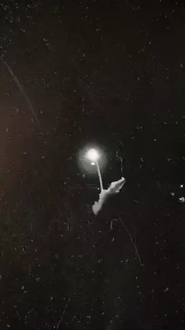 #black #rexsocole #chamanki #kurdistan🇹🇯️ #fyyyyyyyyyyyyyyyy #myeverything❤️myworld❤️ #missyou #121 