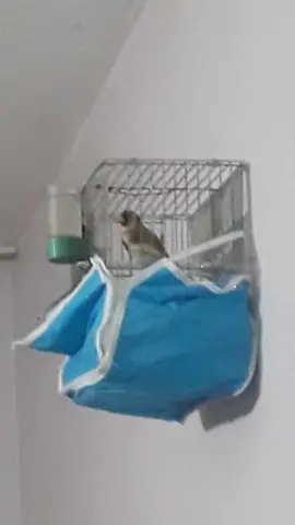 #viral #الحسون #رمضان_يجمعنا #ابتسم_ايها_الجنرال #زقاق_الجن #العربجي #مربى_العز #تركيا🇹🇷اسطنبول #المانيا🇩🇪 #لغة_الحسون #ترند 