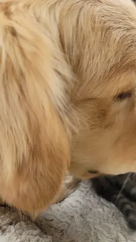 #goldenretrievers #Dasherskittens #kittens #forevermoregoldens #cutenessoverloaded #cuteanimals #cutereels #cutenessoverload #adorable #catsanddogslivingtogether #blendedfamily 