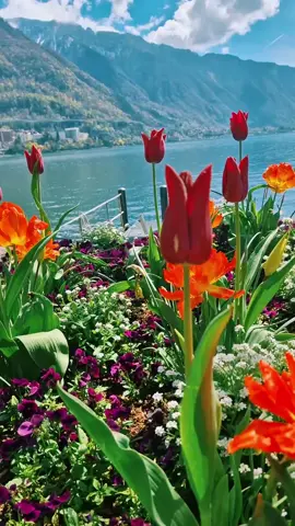 #viral #naturelovers #music #montreux #svizzera🇨🇭 #suisse #flores #pourtoi #