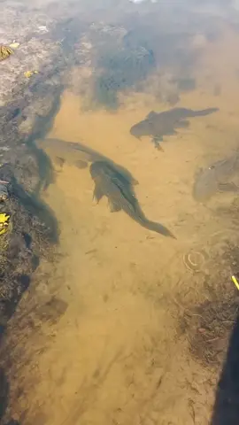 #invasivespecies #rosariofishing #floridafishing #pleco #plecofish #invasive #jurasicpark #fishtok #fyp #fishing 