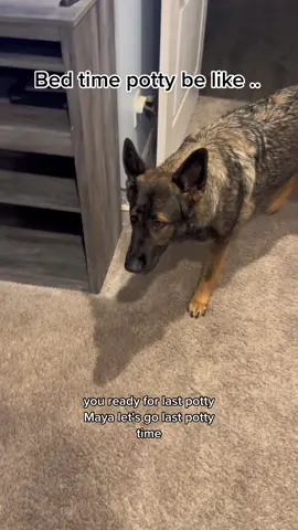 Always a difficult one.                                   #fyp #foryou #dogsofttiktok #dogs #funnydogs #funnydog #dogtok #haha #funny #laugh #bedtime #PetsOfTikTok #relate #germanshepherd #cute #happy #lol #viral #following #foryou #gsd 