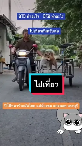 #ปีโป้ #หมาร้านผัดไทยแม่น้องชม #แก่งคอยสระบุรี #ดาวtiktokแก่งคอย #ดาวติกต๊อกแก่งคอย #หมาน่ารัก #แว้น #เที่ยว #ซิ่ง 