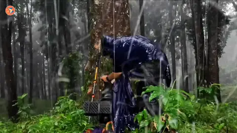 #bushcraft  #camp  #camping  #survival  #shelter  #wildlife  #Outdoors  #viral  #fyp  #foryou