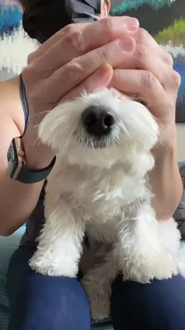 #jisooflowerchallenge #jisooflowerdog #jisooflowerdance #dog #dogsoftiktok #doglover #maltese #malteseoftiktok #malteseoffical #malteseoftheday #whitedog #toydogsoftiktok #justforfun #happydog #smilingdog 