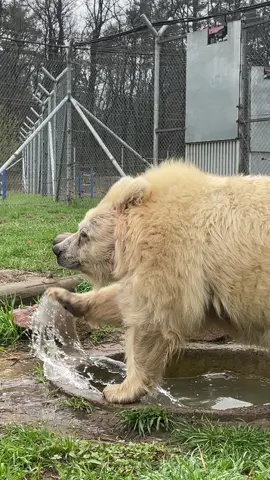 В Чади купальний #сезон  Chada opens #pool #season #bear #happy #whiterockbearshelter #whiterockbearshelter #ведмедик 