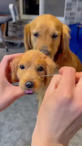 So cute#dogsoftiktok #dog #funny #cute #pet #foryou #fyp 