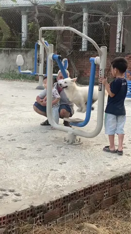 Ai nới phải làm thì mới có ăn🤪#chocungcuatoi🐩🐩 #đườngphố #haihuoc 