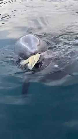 #fy #fypシ #viral #fish #fishing #topwaterfishing #gofishing #اكبسلور #explore 