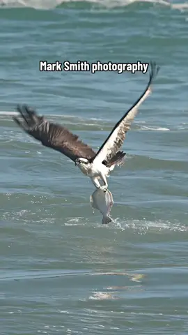 Crazy osprey snatches a flat flounder fish from the water. #birdsoftiktok #birdsofprey #fishing #floirda #marksmithphotography 
