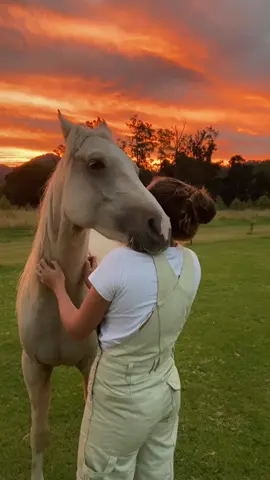 The goodest boy ❤️ #horse #horsecuddles #horselove #palomino #sunset 