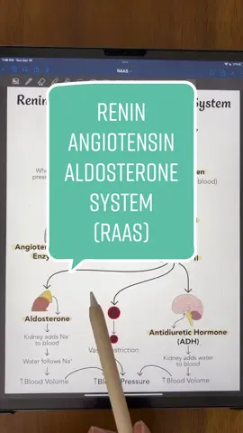 Renin Angiotensin Aldosterone System (RAAS) #antomy #physiology #anatomyandphysiology #anatomystudent #anatomyprofessors #anatomylesson #futurenurses #biologymajor #biologystudent #premed #premedstudent #futurepa #fyp #renin #angiotensin #aldosterone #endocrine #bloodpressure