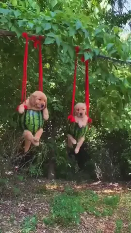 LOL😂#pet #pets #dog #dogs #goldenretriever #swing 