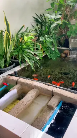 #บ่อปลาทองทำเอง  เช็คระบบกรอง 6เดือนล้างช่องกรอง1ครั้ง 1ปี ล้าง2ครั้ง  รอบหน้าจะลงวิธีทำให้ชมคับ😊