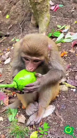 The original melon can be eaten like this? 😅#Cute pet debut plan #Monkey🐒