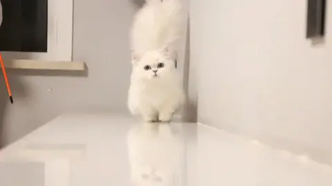 Cute and charming little white cat#fyp #cute #cat #cats #pet 