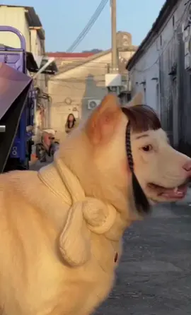อย่าแซวทรงหน้าม้าหนู🐶 #ทรงหน้าม้า #สัตว์โลกน่ารัก #หน้าม้า #หมาน่ารัก 