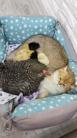 Friendly family😆 #cat #funny #chicks  #chiken #cute #pets  #animals #catsoftiktok  #funnycat #pet #scottishcat 