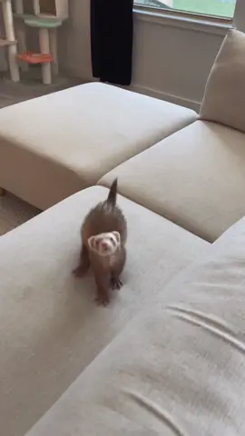 Moon loves playing chase! 🦦 #ferretsoftiktok #ferret #ferrettok #ferretlove #animalsoftiktok #cuteanimals #ferretvideos #PetsOfTikTok 