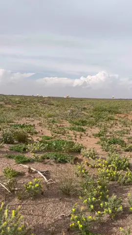 #اكسبلور #امطار_الخير #عطايا_الله #تصميمي 