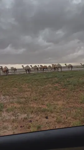 سحابه ذارفه جارفه بالحيل☝🏻♥️.#خالد_ال_بريك #سفر_الدغيلبي #المطر #البل #الوضح #explore #like #fyp #اكسبلورexplore #viral #foryou 