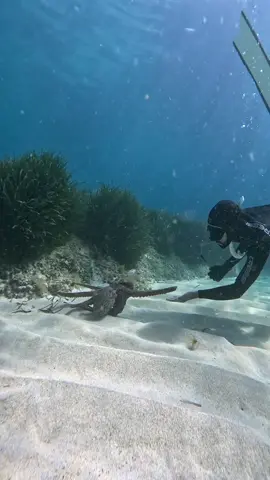 La naturaleza regala momentos increíbles 💙🌊🧜🏽‍♂️ #octopus #merman #oceanlover #sealover #apnea 