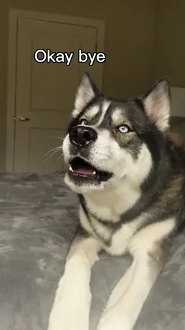 Short and sweet from Titan himself 😂  #huskies #huskiesoftiktok #dogsoftiktok #huskysoftiktok #doglover #viraldogs #dogmom #doglover #doggos 