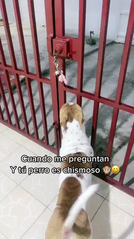 Jajaja #pitbull 😘😍🐾