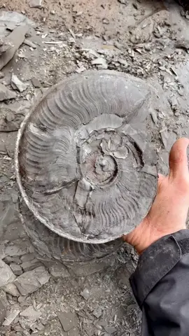 Here’s an ammonite we found sticking out the edge of a shale slab! 😍🤩 It’s an Eleganticeras species, 185 Million Years Old from the Upper Lias, Lower Jurassic (far older than most of the dinosaurs!) 🦕🦖🐬 When preserved in shale, the inner whirl of the ammonite is often slightly crushed and not 3D, as in this case, however it’s still a beautiful fossil in our opinion! 🤗🐊 For full fossil hunt episodes head to “Yorkshire.Fossils” on YouTube! 🐊 There’s a link in my bio 🦕 If anyone would like a Genuine Yorkshire ammonite and support the page, message the page or visit our website yorkshirefossils.NET (link in bio) #natural #nature #fossil #fossils #ancient #animals #art #ammonite #ammonites #dinosaur #scientist  #minerals #paleontology #whitby #geologist #dorset #geology #charmouth #jurassic #yorkshire #fyp 