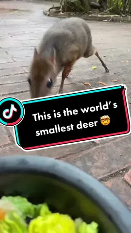 What is this? Wrong answers only 🦌  #wildlife #reaction #comedy #funfact #viral 