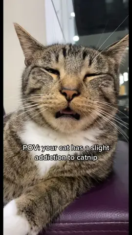 At what point is it a problem 😂 #catsoftiktok #cattok #catnip 