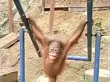 #monkey #monkeyfail #monkeycry #monkeyfunny #chango #changollora #comedy #FeatureThis #featureme #prank #trick #FunnyVideos #haha #DankMemes #funny #laugh #meme #memes #blooper #1MinComedy #FunnyMemes #humor #trending #vines #15sVines #lol #MemesDaily #1MinAudition #lmao #dank #comedian #TikTokViral #funnyvideos #comedy #viral #fyp #foryou #trend #lol #haha #humor #jokes #pranks #fails