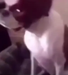 #daredevildog #dog #animegirl #wifu 