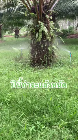 ไม่เสียแรงที่วางระบบไว้ ได้ใช้คราวนี้แหละ #รดน้ําต้นปาล์ม #รดน้ําปาล์มระบบน้ำสวนปาล์ม #หัวฉีดสปริงเกอร์ #สวนปาล์ม #หน้าแล้งนี้เราต้องรอด #ชาวสวนปาล์ม 