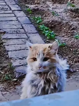 What a pity for the stray cat. He stood at the door and didn't leave.#tiktok #cat #fyp #Straycat 