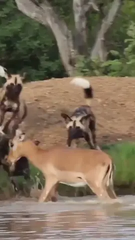 The African wild dog is known for its brut@l attacks on its prey.  #wildlife #wildanimals #animals #wilddog #wild_animals_vid 