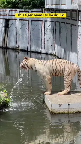 Amazing #animals #amazing #funny #cute #pet #foryou #fyp 