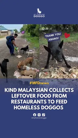 “Buat baik dengan binatang, sampai bila2 dia akan ingat kita..” ❤️ Last year, a kind Malaysian shared a heartwarming video of him feeding homeless doggos with leftover food which he had collected from restaurants himself! 💪 Though his efforts may seem small to some of us, it means a lot for the doggos he feeds as that means they can have full tummies for at least a day ❤️ “Aku tak keluar modal pon beli makan dan bagi anjing makan. Aku cuma pergi kedai dan ambil sisa makanan, lepas tu bagi anjing makan,” he shared in another video 🥹. And of course, netizens were deeply touched with his effort to feed the homeless dogs regularly 🥺.  In another video, the kind abang shared that seeing the dogs having their meals makes him feel better everytime 🥰.  A little effort goes a long way. Terima kasih, abang, kerana memberi makanan kepada anjing-anjing yang lapar 😭. Semoga dimurahkan rezeki. ❤️ 🌟 SHARE this video with your friends and family to encourage them to be kind to our homeless doggos too! 🐶  Video via: @AnakNyaAdam93  . . #MFDnews #bekind #loveallbeings #kindmalaysians #adoptdontshop #dogsofmalaysia 