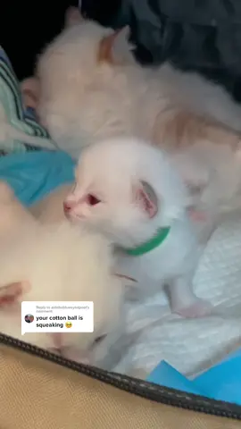 Replying to @ashtheblueeyedpoet they make the cutest sounds 