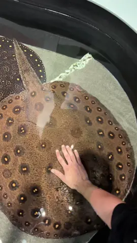 Biggest freshwater stingray I’ve ever seen! This is the full potential of those little baby Motoro rays seen in pet stores. Full video on my YouTube cowturtle! #aquariums #fishtanks #freshwaterfish #exoticfish #potomotrygonmotoro #motorostingray
