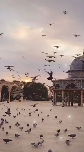 #ايها_الموجوع_صبراً 💔💫 #🕊️🥀🕊️ 