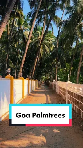 Palmtrees in Goa #goa #india #nature #palmtrees #beautiful #indiatiktok #beautifuldestinations #bestplacestovisit #visitindia #summervibes #travellife #travelblog #traveldiaries 