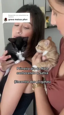 Adaptação de gatinhas filhotes 🥹🫶🏼 #adaptacaodegatos #gatosfilhote #cats #catsadaptation #adocaodeanimais #adocaogatos #gatalaranja #frajola 