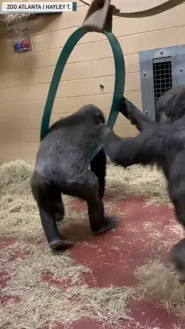 Two young gorillas swinging each other around on a swing #kids #playing 