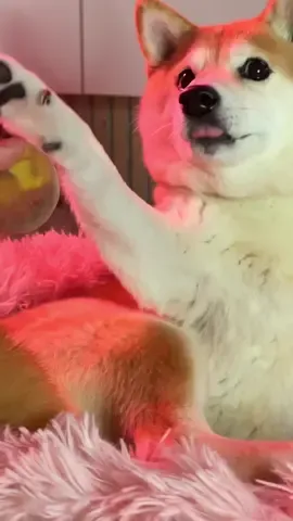 bro said 🍑🎹😉 #dogsoftiktok @ #supermariomovie #shibainu 