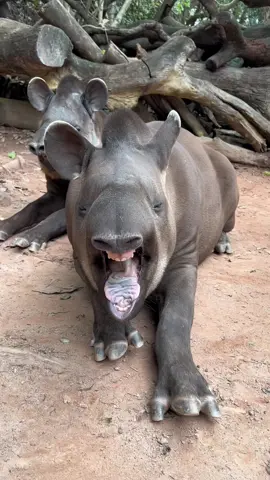#tapir #cute #animals #fyp #foryou 