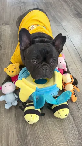 Spoiled Frenchie-approved! This Disney Winnie the Pooh & Friends Hunny Pot puzzle toy is from @chewy  🍯💖 #dogtoy  #frenchieplaytime #disneydogtoy #dogsoftiktok #chewy #enrichmentfordogs 